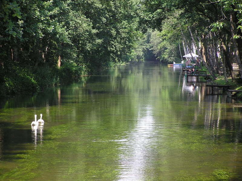 Zwanen op het water